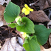Downy Yellow Violet - Photo (c) Randy A Nonenmacher, some rights reserved (CC BY), uploaded by Randy A Nonenmacher