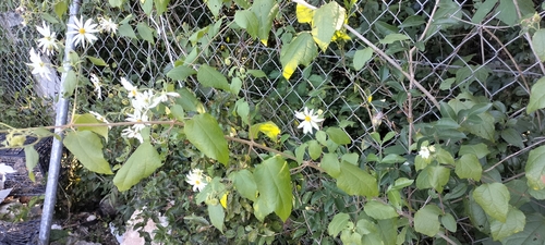 Montanoa atriplicifolia, photograph 5