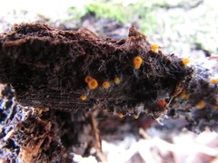 Arachnopeziza aurelia