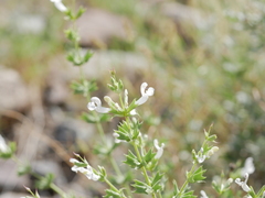 Salvia spinosa