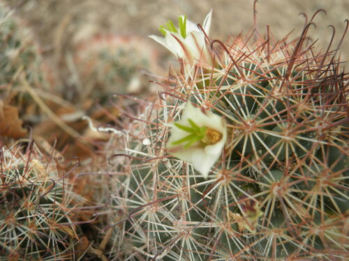 Cochemiea capensis, photograph 5