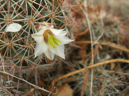 Cochemiea capensis, photograph 6