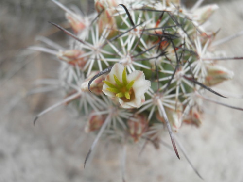 Cochemiea capensis, photograph 4