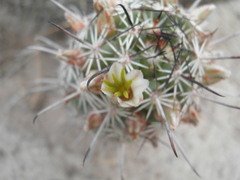 Cochemiea capensis, photograph (c) Jose Luis Leon de la Luz, some rights reserved (CC BY)
