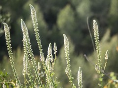 Reseda alba