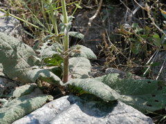 Salvia spinosa