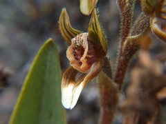 Pterichis