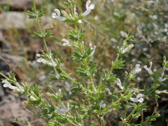 Salvia spinosa