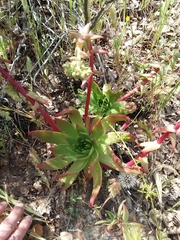 Dudleya candelabrum