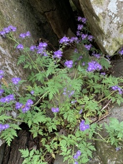Phacelia bipinnatifida