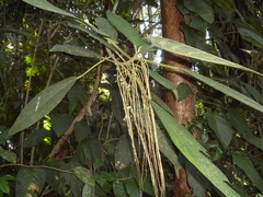 Myriocarpa longipes
