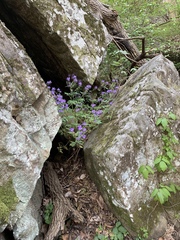 Phacelia bipinnatifida