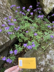 Phacelia bipinnatifida