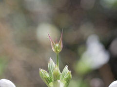 Salvia spinosa