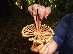 Marcgravia nepenthoides