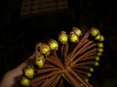 Marcgravia nepenthoides