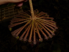 Marcgravia nepenthoides