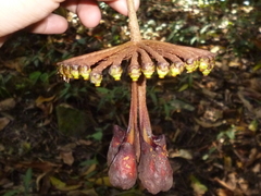 Marcgravia nepenthoides