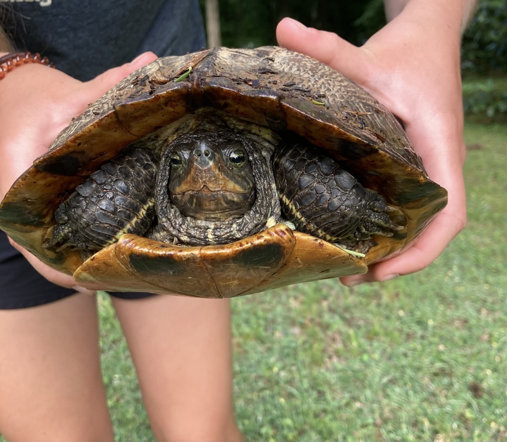 Deirochelyine Turtles from Possum Walk Ln, Mebane, NC, US on July 11 ...