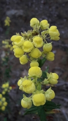 Calceolaria morisii