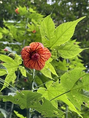 Callianthe picta image