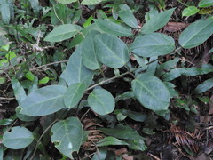 Vincetoxicum hirsutum