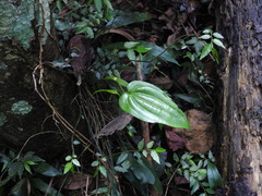Stemona tuberosa