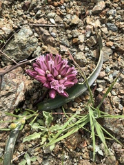 Allium cratericola