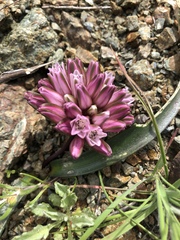 Allium cratericola