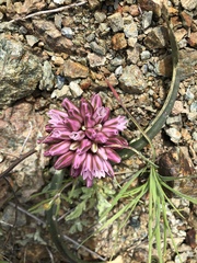Allium cratericola