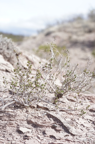 Eriogonum terrenatum