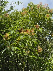 Palicourea padifolia image