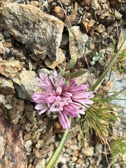 Allium cratericola