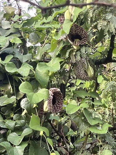 Aristolochia littoralis, 2024-01-30