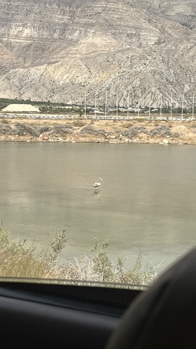 Greater Flamingo
