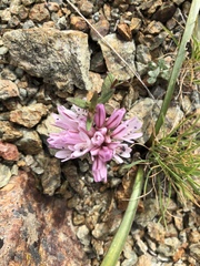 Allium cratericola