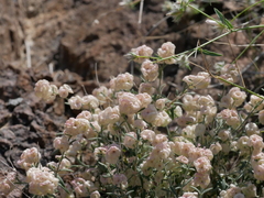 Plocama hymenostephana