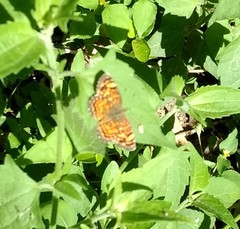 Phyciodes graphica