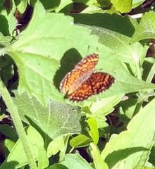 Phyciodes graphica