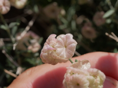 Plocama hymenostephana