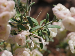 Plocama hymenostephana