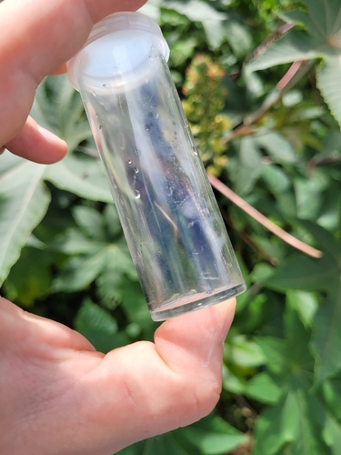 Nimble Masked Bee (Hylaeus strenuus), a species recorded in Hawaii