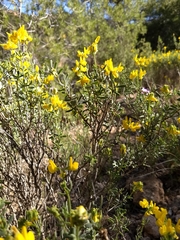 Coronilla