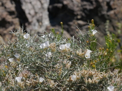 Convolvulus acanthocladus