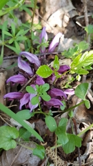 Lathraea clandestina