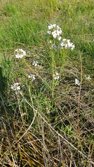 Cardamine pratensis