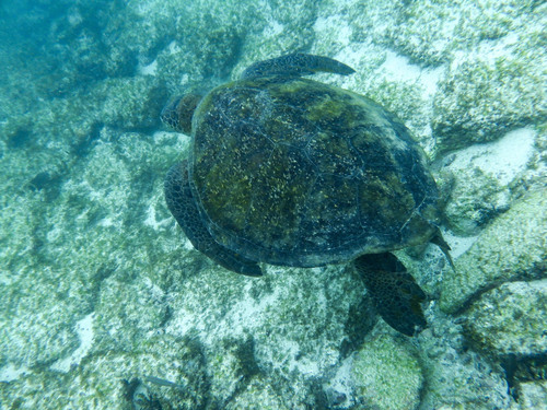 Green turtle