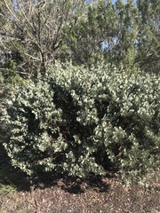 Arctostaphylos glauca