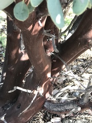 Arctostaphylos glauca