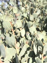 Arctostaphylos glauca